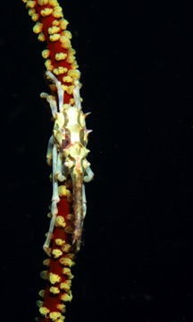 Long Nose Crab